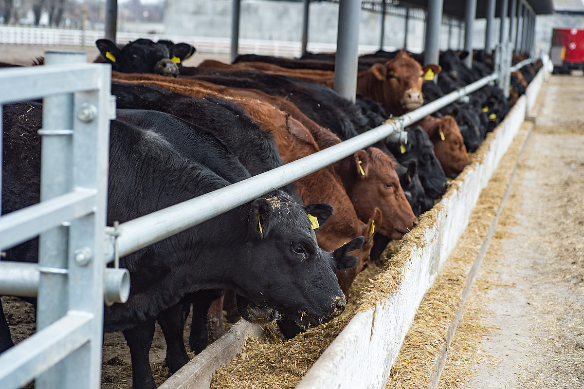 notes-on-feedlotting-cattle