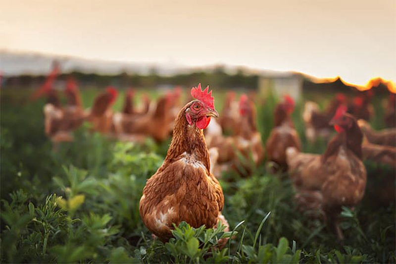 Free Range is Not Pastured Poultry